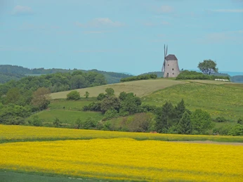 Blick auf die Mühle Historische Windmühle auf sanfter Anhöhe umgeben von blühenden Feldern und weitem Himmel.