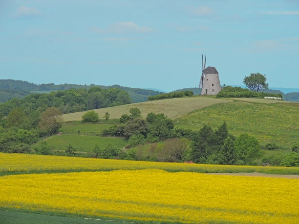 Blick auf die Mühle Historische Windmühle auf sanfter Anhöhe umgeben von blühenden Feldern und weitem Himmel.