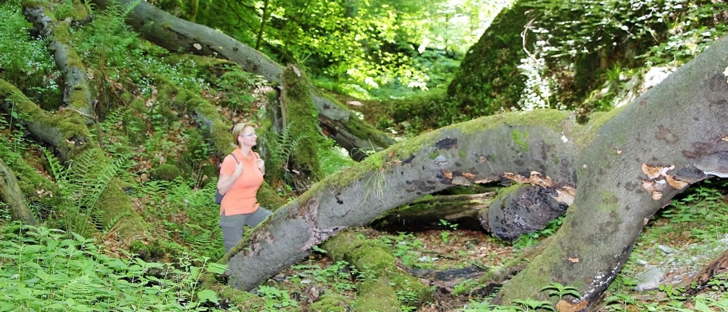Eine Frau wandert durch die grüne, moosbedeckte Bielsteinschlucht, umgeben von gestürzten Bäumen.