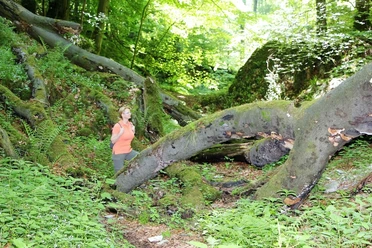 Unterwegs in der Bielsteinschlucht Eine Frau wandert durch die grüne, moosbedeckte Bielsteinschlucht, umgeben von gestürzten Bäumen.