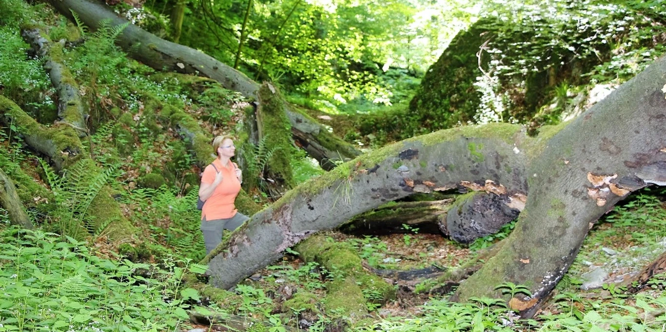 Unterwegs in der Bielsteinschlucht Eine Frau wandert durch die grüne, moosbedeckte Bielsteinschlucht, umgeben von gestürzten Bäumen.