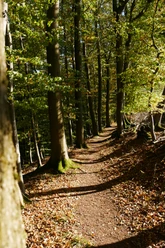 Ein schmaler Waldpfad führt durch lichten Buchenwald, sonnige Lichtungen erhellen den Weg.