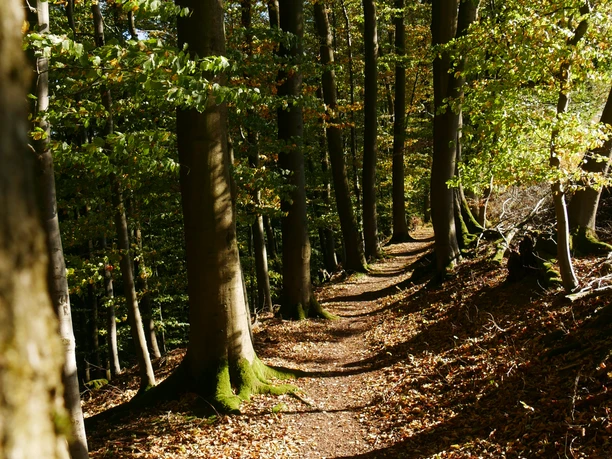 Ein schmaler Waldpfad führt durch lichten Buchenwald, sonnige Lichtungen erhellen den Weg.