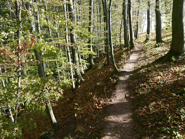 Ein schmaler, von Sonnenlicht durchfluteter Waldweg schlängelt sich zwischen hohen, grünen Buchen.