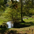 Waldlandschaft mit einem plätschernden Bach, umgeben von herbstlichen Bäumen und Grasflächen.
