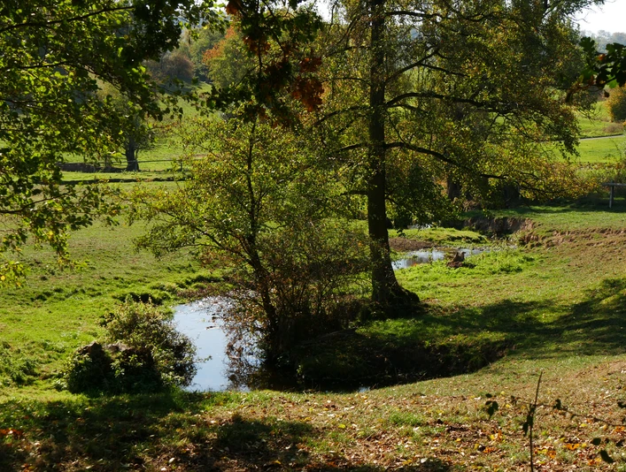 Waldlandschaft mit einem plätschernden Bach, umgeben von herbstlichen Bäumen und Grasflächen.