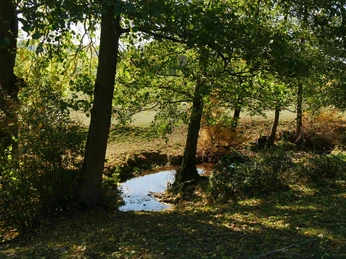Ein kleiner Bach fließt durch einen von Bäumen gesäumten, sonnenbeschienenen Waldrand im Herbst.