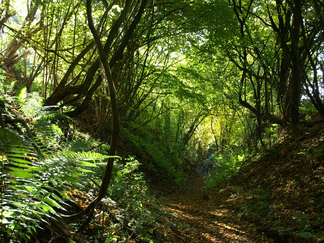 Historischer Hohlweg KONICA MINOLTA DIGITAL CAMERA