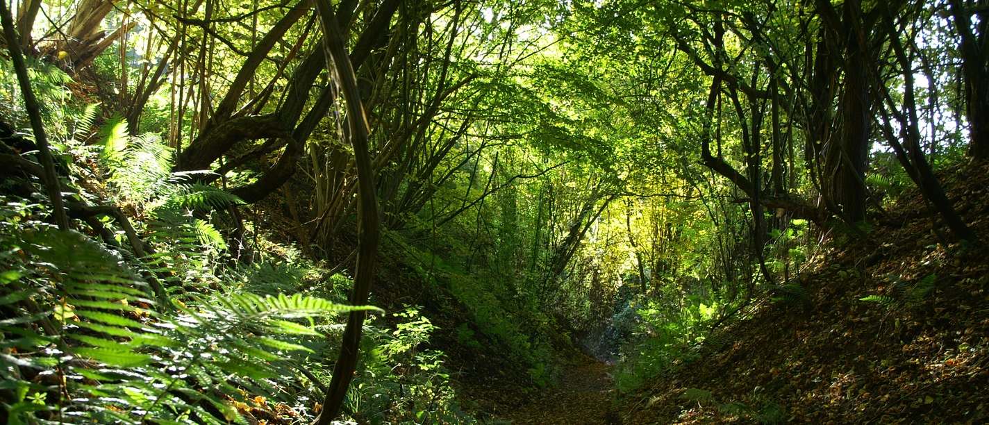 Historischer Hohlweg KONICA MINOLTA DIGITAL CAMERA