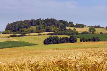 Sanfte Hügel mit vielfältigen Grüntönen und goldenen Feldern am Rabensberg in der Naturlandschaft.