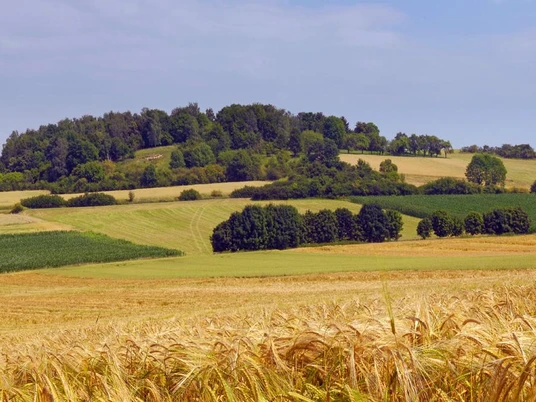 Blick auf den Rabensberg im FFH-Gebiet "Kalkmagerrasen bei Ossendorf" Sanfte Hügel mit vielfältigen Grüntönen und goldenen Feldern am Rabensberg in der Naturlandschaft.