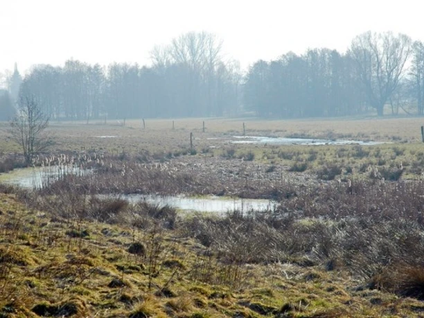 Feuchtgrünland mit vereinzelten Bäumen im Nebel und Wasserflächen, genutzt als Weidefläche.