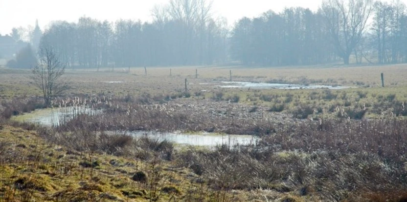 Feuchtgrünland mit vereinzelten Bäumen im Nebel und Wasserflächen, genutzt als Weidefläche.