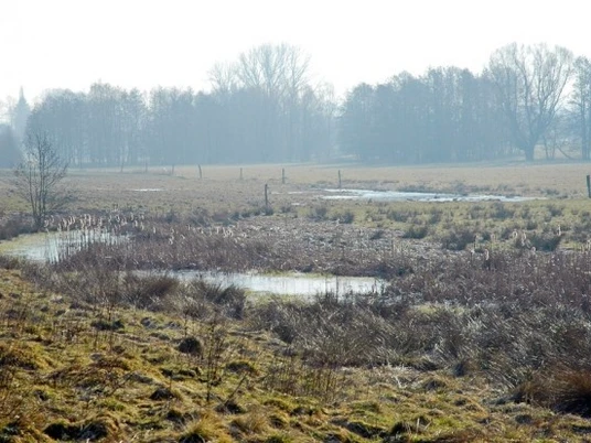 Als Weide genutztes Feuchtgrünland Feuchtgrünland mit vereinzelten Bäumen im Nebel und Wasserflächen, genutzt als Weidefläche.