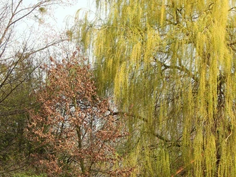 Mühlendrift Eine Gruppe Menschen wandert im Frühling entlang einer Wiese mit blühenden Bäumen und Weiden.