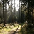 Lichtdurchfluteter Waldweg im Bad Lippspringer Wald, umgeben von hohen Kiefern und dichtem Unterholz.