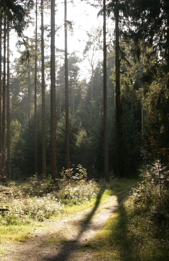 Lichtdurchfluteter Waldweg im Bad Lippspringer Wald, umgeben von hohen Kiefern und dichtem Unterholz.