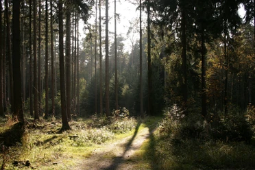 Bad Lippspringer Wald Lichtdurchfluteter Waldweg im Bad Lippspringer Wald, umgeben von hohen Kiefern und dichtem Unterholz.