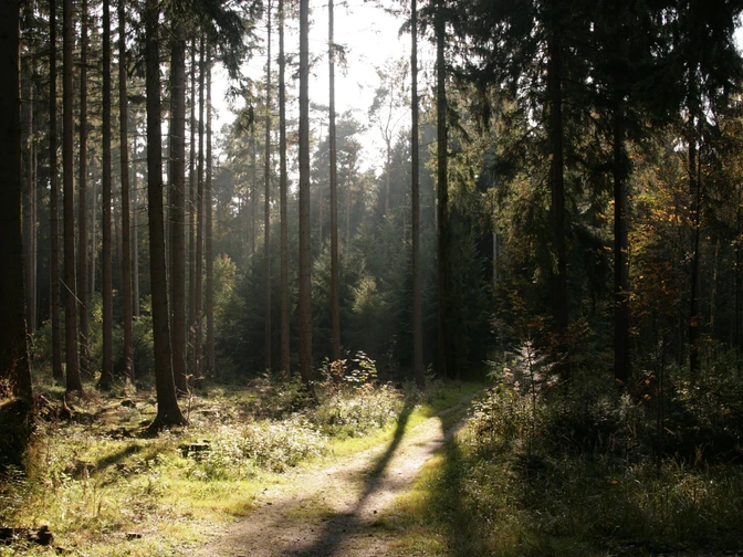 Bad Lippspringer Wald Lichtdurchfluteter Waldweg im Bad Lippspringer Wald, umgeben von hohen Kiefern und dichtem Unterholz.
