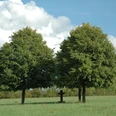 Bildstock mit Bäumen Zwei große Laubbäume flankieren ein kleines Holzkreuz auf einer grünen Wiese unter blauem Himmel.