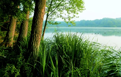 Norderteich Bäume und Schilf umranden den ruhigen Norderteich, auf dem mehrere Enten gemütlich schwimmen.