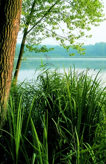 Norderteich Bäume und Schilf umranden den ruhigen Norderteich, auf dem mehrere Enten gemütlich schwimmen.