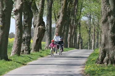 image Eine Familie mit zwei Kindern fährt auf Fahrrädern durch eine von Bäumen gesäumte Allee im Frühling.