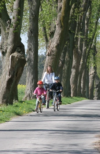 image Eine Familie mit zwei Kindern fährt auf Fahrrädern durch eine von Bäumen gesäumte Allee im Frühling.