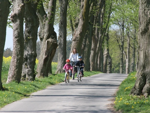 image Eine Familie mit zwei Kindern fährt auf Fahrrädern durch eine von Bäumen gesäumte Allee im Frühling.
