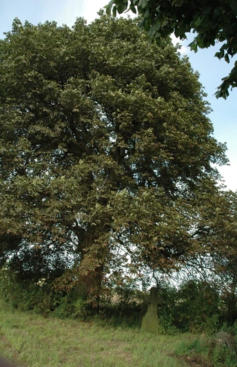 Kluslinde Eine große, alte Linde steht neben einem moosbedeckten Steinkreuz auf einer Wiese unter blauem Himmel.