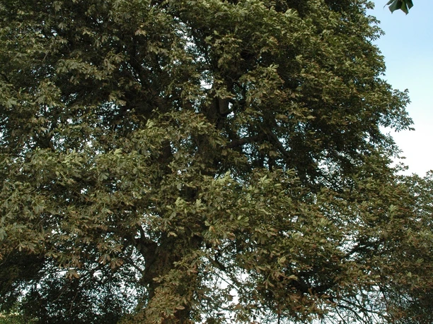 Kluslinde Eine große, alte Linde steht neben einem moosbedeckten Steinkreuz auf einer Wiese unter blauem Himmel.
