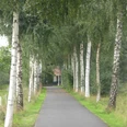 Ein asphaltierter Weg führt durch eine Allee aus hochgewachsenen Birken mit grünem Laub.