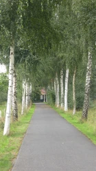 image Ein asphaltierter Weg führt durch eine Allee aus hochgewachsenen Birken mit grünem Laub.