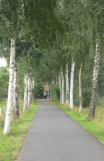 image Ein asphaltierter Weg führt durch eine Allee aus hochgewachsenen Birken mit grünem Laub.