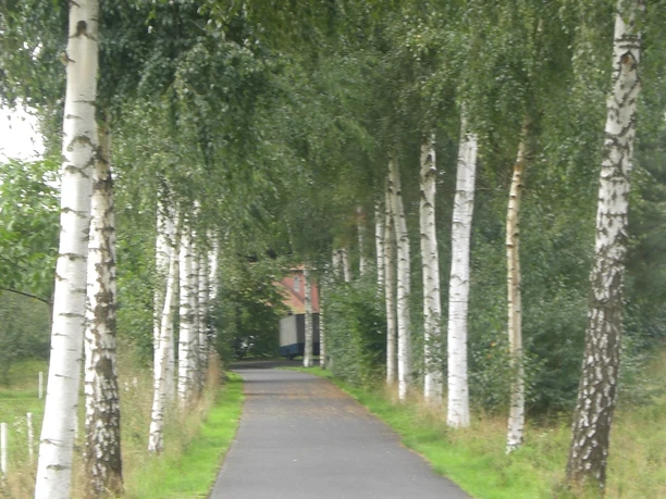 image Ein asphaltierter Weg führt durch eine Allee aus hochgewachsenen Birken mit grünem Laub.