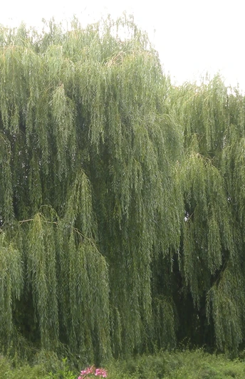 Große Trauerweide mit hängenden Zweigen, umgeben von grünen Büschen und blühenden Blumen im Vordergrund.