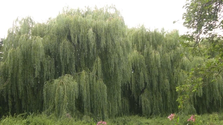image Große Trauerweide mit hängenden Zweigen, umgeben von grünen Büschen und blühenden Blumen im Vordergrund.