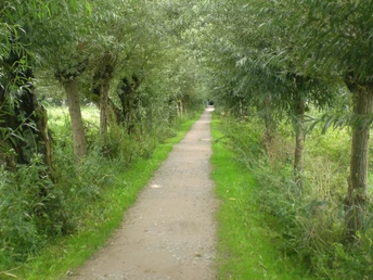 Ein grüner, von hohen Bäumen gesäumter Weg führt geradeaus durch eine idyllische Naturlandschaft.