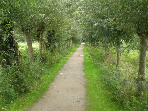 image Ein grüner, von hohen Bäumen gesäumter Weg führt geradeaus durch eine idyllische Naturlandschaft.