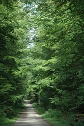 Blick ins Steinheimer Holz Ein schmaler Waldweg führt durch dichten grünen Laubwald im Steinheimer Holz, ideal für Spaziergänger.