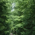 Blick ins Steinheimer Holz Ein schmaler Waldweg führt durch dichten grünen Laubwald im Steinheimer Holz, ideal für Spaziergänger.