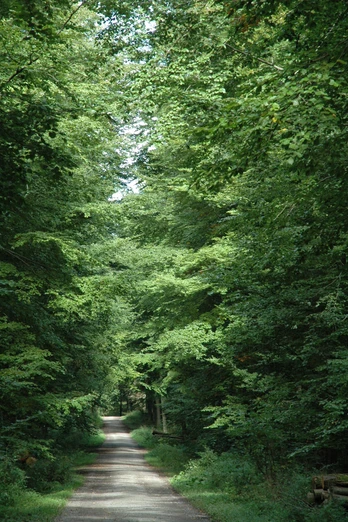 Blick ins Steinheimer Holz Ein schmaler Waldweg führt durch dichten grünen Laubwald im Steinheimer Holz, ideal für Spaziergänger.