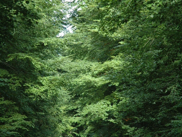 Blick ins Steinheimer Holz Ein schmaler Waldweg führt durch dichten grünen Laubwald im Steinheimer Holz, ideal für Spaziergänger.