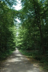 Alter Baumbestand Waldweg von hohen Bäumen gesäumt, lichtdurchflutetes Blätterdach und ruhige, grüne Umgebung.