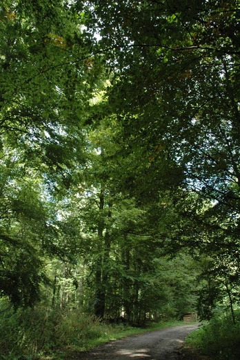 Weg im Steinheimer Holz Ein schmaler Waldweg schlängelt sich durch dichtes, grünes Blätterdach im Steinheimer Holz.