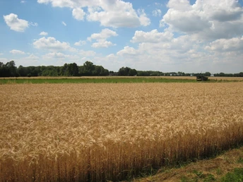 Getreidefeld Ein goldenes Weizenfeld unter blauem Himmel mit weißen Wolken an einem sonnigen Tag.