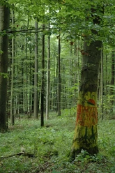 Kunst im Wald Ein bemalter Baum in einem grünen Wald zieht Aufmerksamkeit auf sich und verleiht dem Ort Kunst.