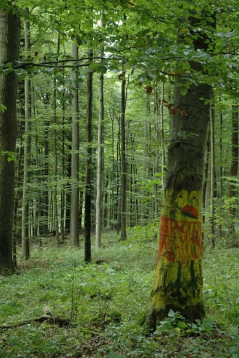 Kunst im Wald Ein bemalter Baum in einem grünen Wald zieht Aufmerksamkeit auf sich und verleiht dem Ort Kunst.