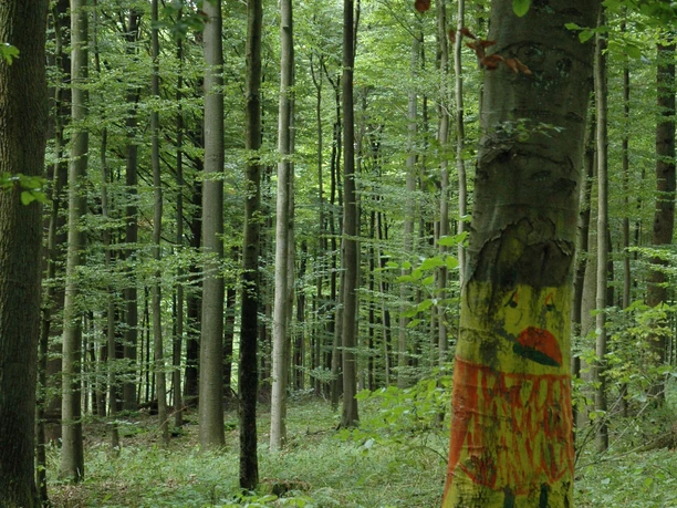 Kunst im Wald Ein bemalter Baum in einem grünen Wald zieht Aufmerksamkeit auf sich und verleiht dem Ort Kunst.