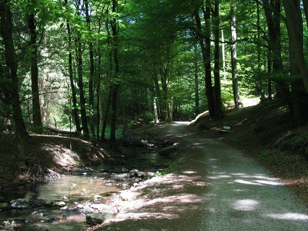 Schopketal 1 Ein schattiger Waldweg im Schopketal, gesäumt von Bäumen neben einem kleinen, plätschernden Bach.